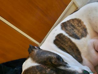 Staffordshire Bull Terrier dogs Staffy puppies - Advert 1