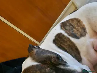 Staffordshire Bull Terrier dogs Staffy puppies - Advert 8