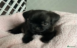 Mixed Breed dogs for sale: ADORABLE LITTER OF SHIH TZU/CHIHUAHUAS - Image 12