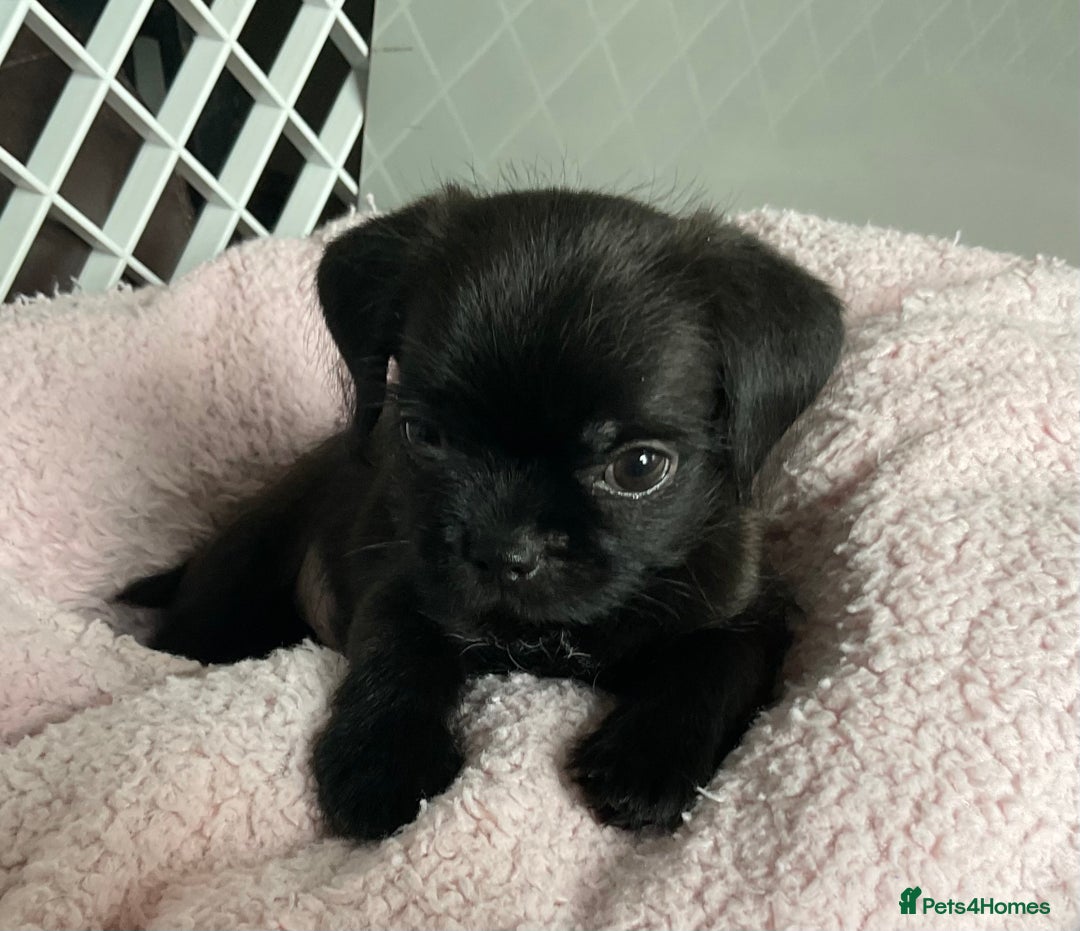 Mixed Breed dogs for sale: ADORABLE LITTER OF SHIH TZU/CHIHUAHUAS - Image 12