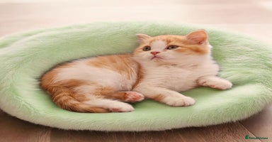 Scottish Fold cats - Advert 14