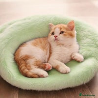 Scottish Fold cats - Advert 14