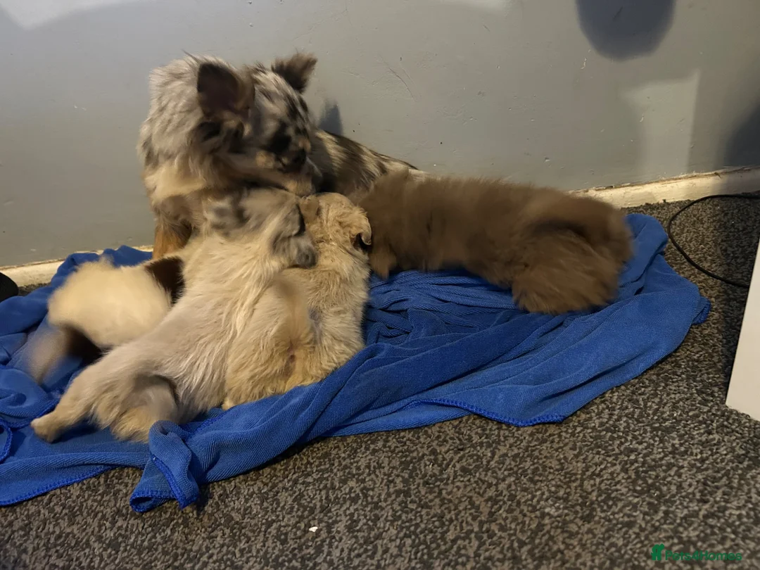 Chihuahua dogs for sale: Perfect Russian line chihuahua  - Advert 16