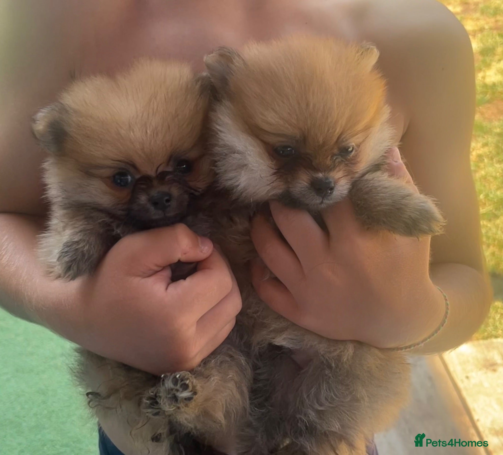 Pomeranian dogs Cheap boy Pomeranians - Advert 11