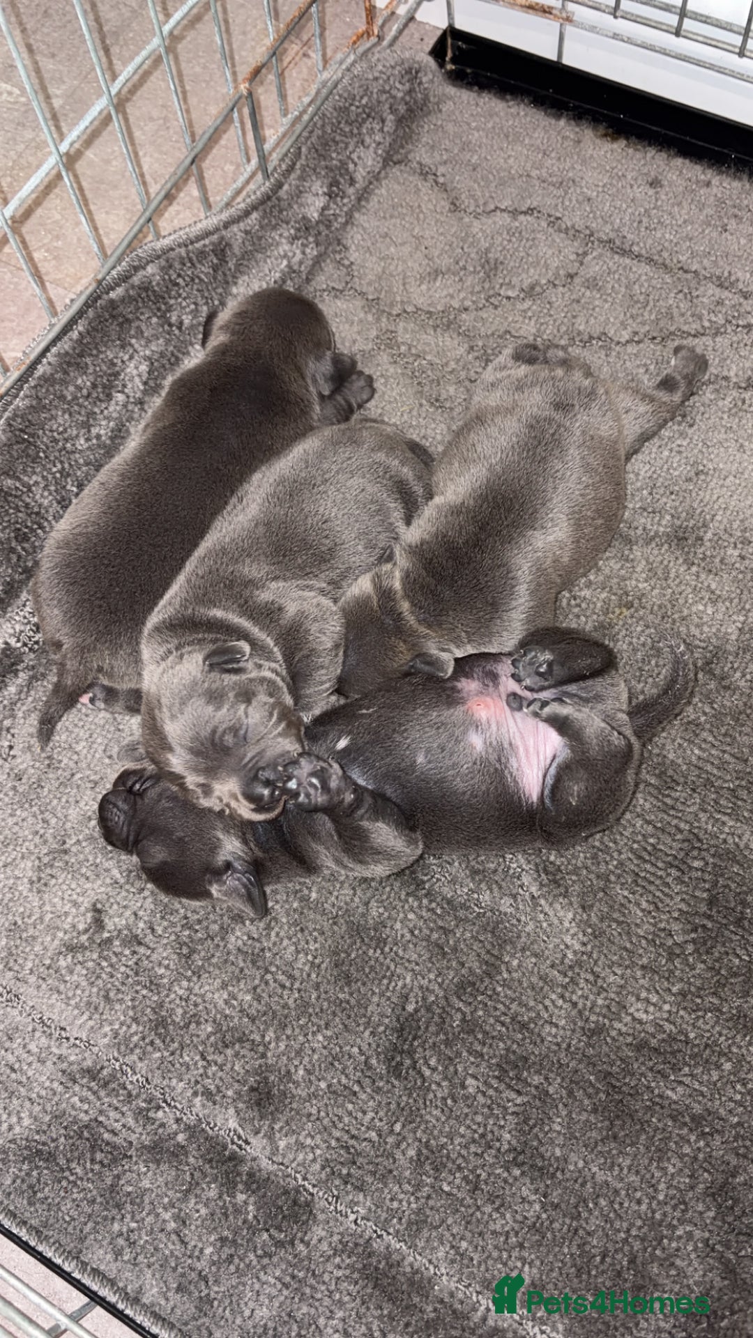 Staffordshire Bull Terrier dogs for sale: Beautiful Blue KC Reg Staffs - Image 1