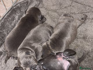 Staffordshire Bull Terrier dogs - Advert 2