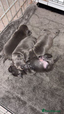 Staffordshire Bull Terrier dogs - Advert 9