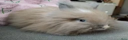 Angora rabbits for sale: English Angora Full Faced - Advert 7