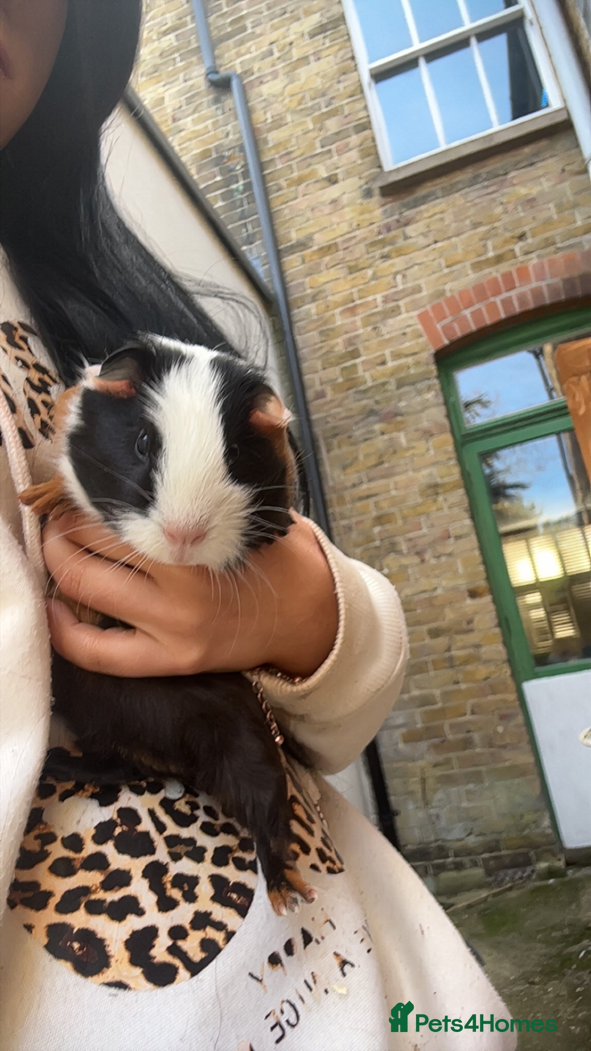 Guinea Pig rodents Guinea pigs for sale  - Advert 1