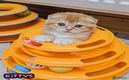 British Shorthair cats for sale: Adorable Kittens Ready For Reservation  - Image 28