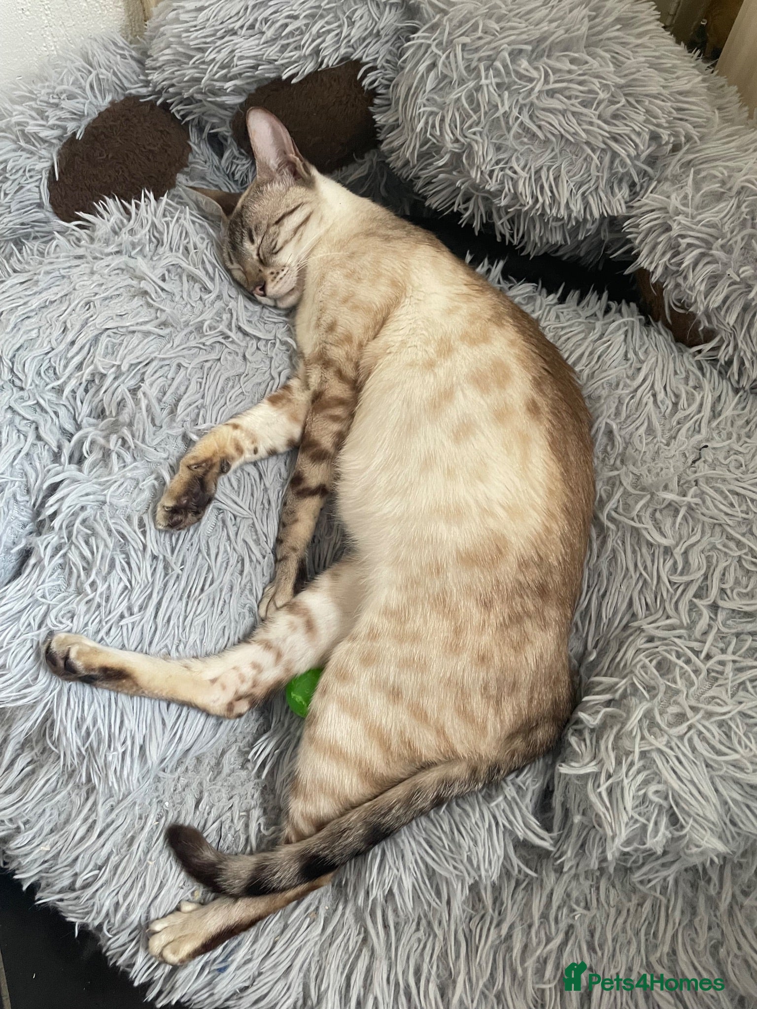Bengal cats ❤️ 3 ABSOLUTELY BEAUTIFUL FELINES SO FRIENDLY ❤️ - Advert 1