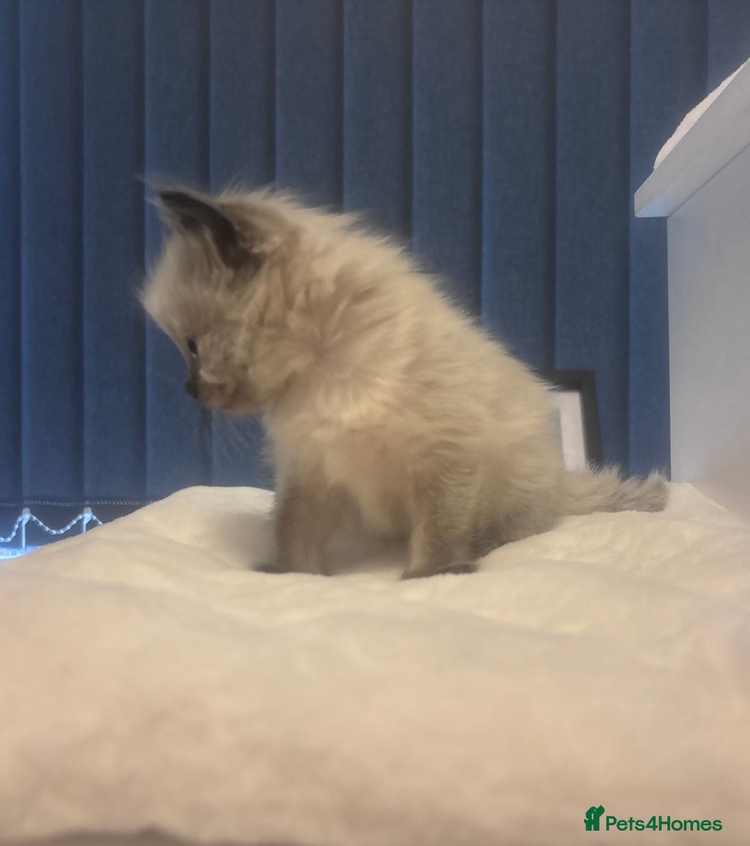 Ragdoll cats for sale: One gorgeous pedigree Ragdoll kitten available  - Image 7