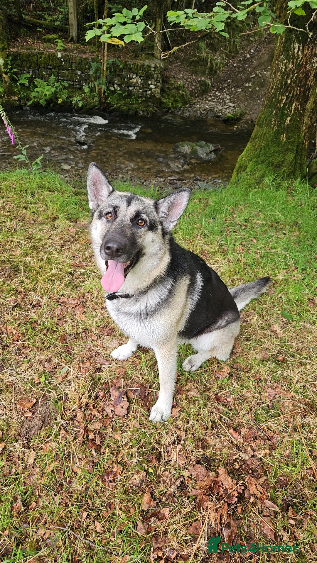 German Shepherd dogs for sale: German Shepherd Pups - Advert 10