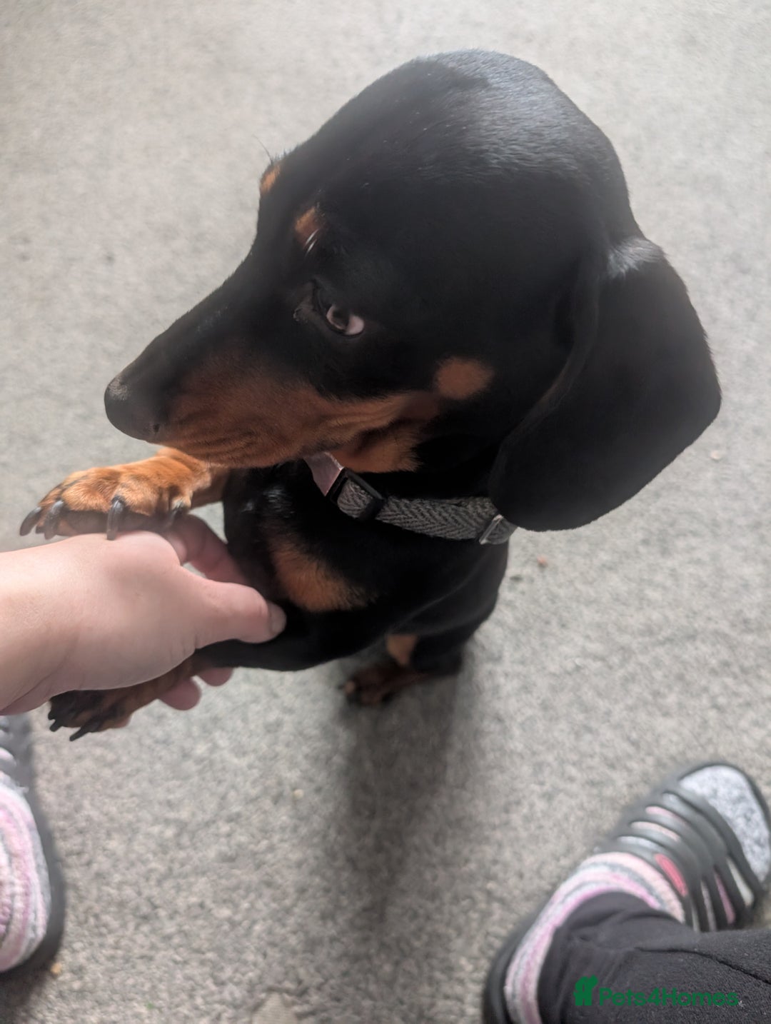Mixed Breed dogs for sale: Doxie-Dales  - Image 37