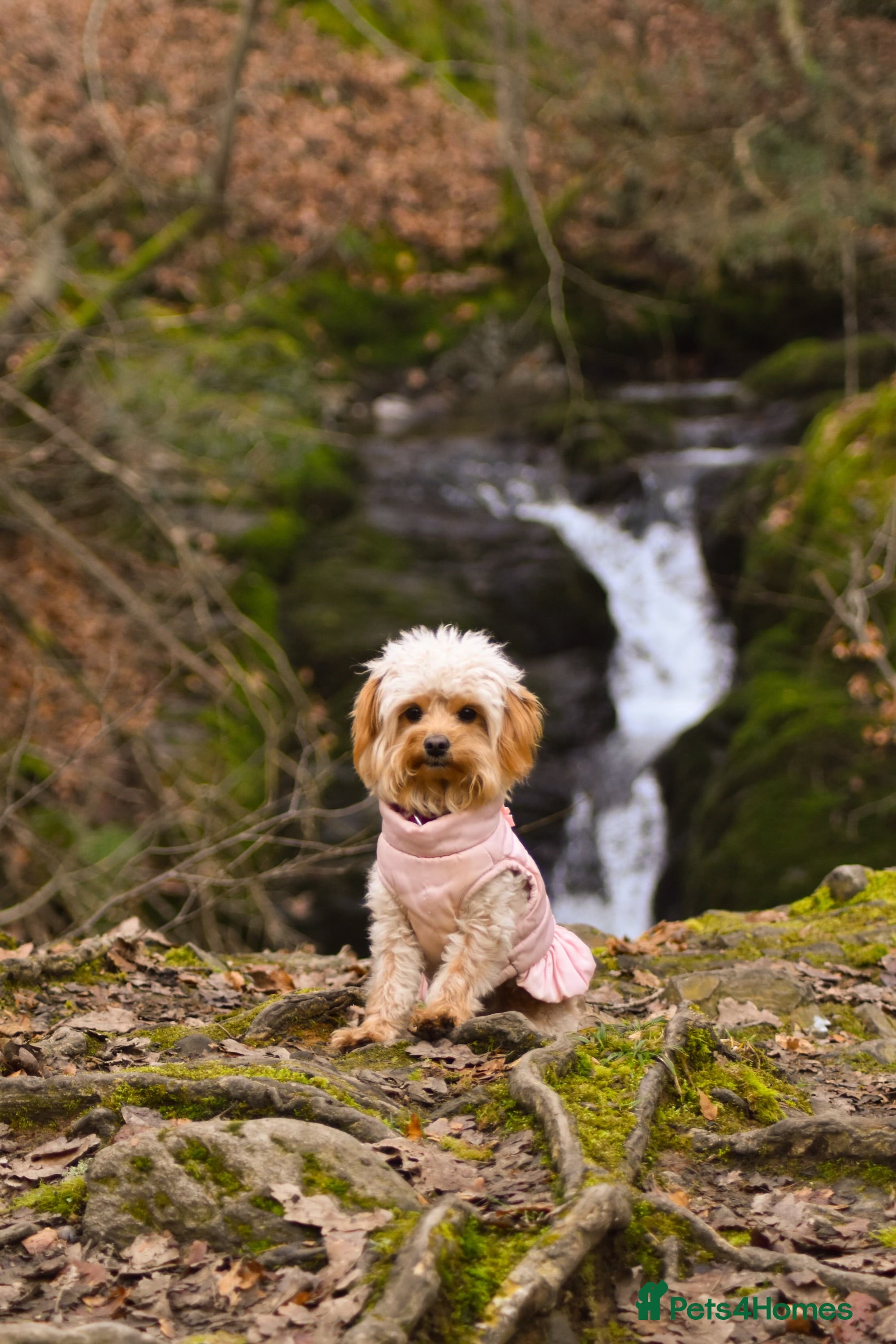 Chipoo dogs Beautiful Chipoo Puppies   - Advert 2