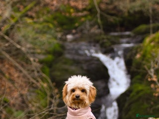 Chipoo dogs Beautiful Chipoo Puppies - Advert 2