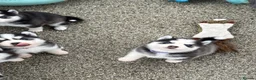 Pomsky dogs for sale: F3 Pomsky Puppies - all blue eyed  - Advert 30