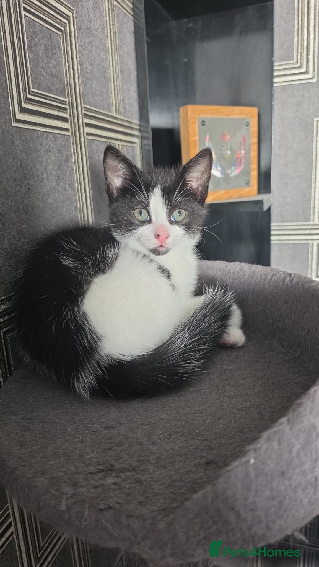 Domestic Shorthair cats Friendly kittens (dad maine coon X ragdoll) - Advert 9