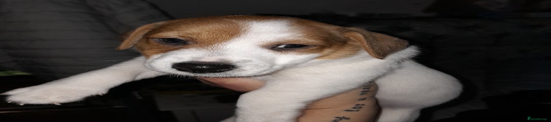 Jack Russell Puppy 2