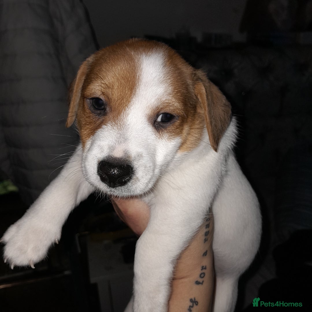 Jack Russell dogs for sale: Male jack russells  - Image 2