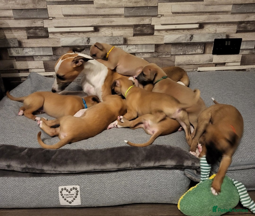 Whippet dogs for sale: These Adorable pups are needing a forever home. - Advert 12