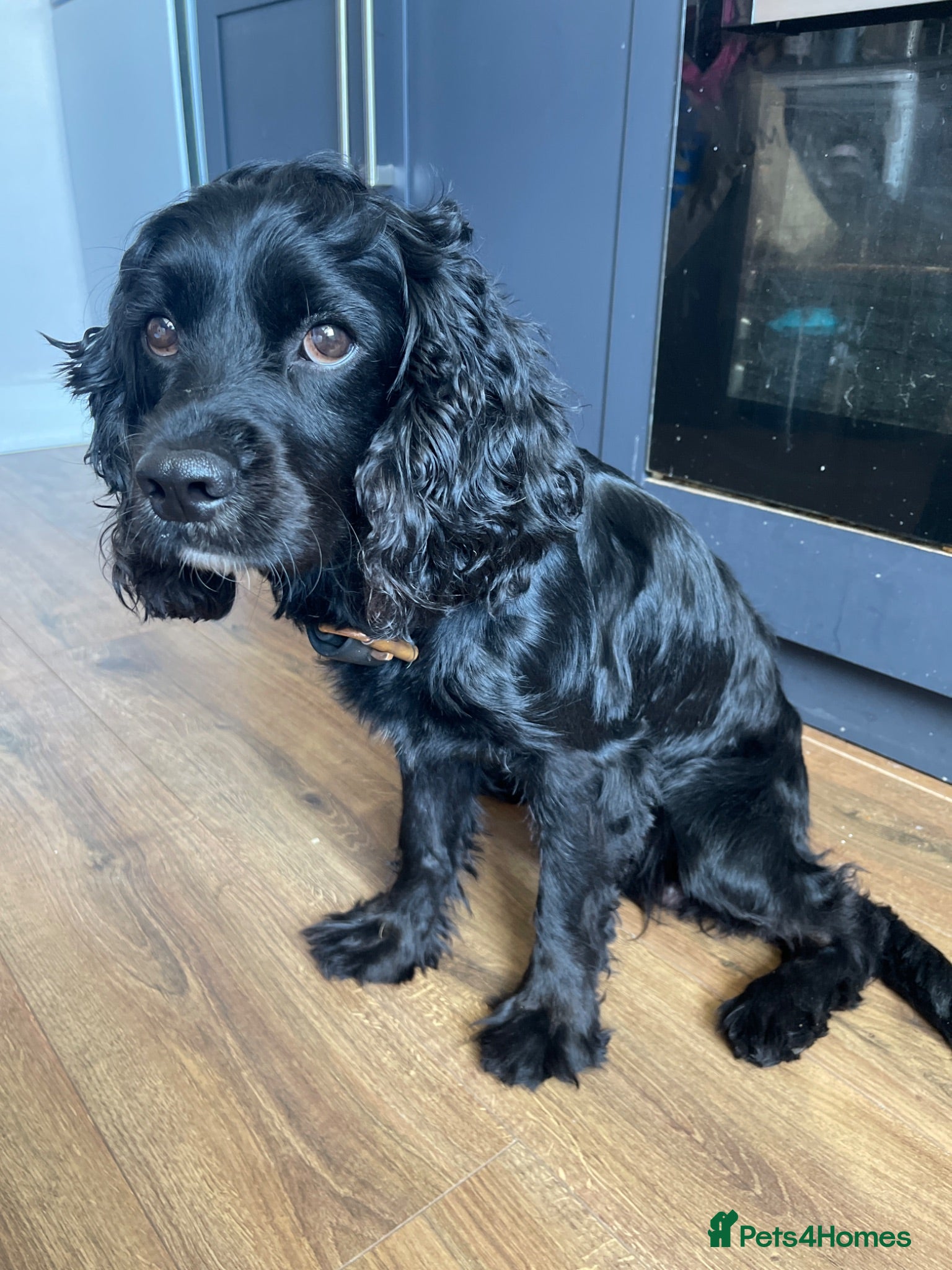 Mixed Breed dogs Family spaniel looking for new home  - Advert 1