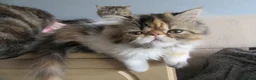 Persian cats for sale: Pedigree Persian female kitten - Advert 8