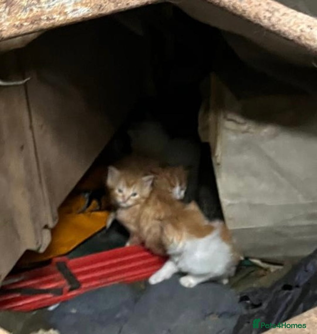 Mixed Breed cats for sale: Gorgeous kittens for sale - Advert 4