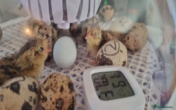 Quail poultry for sale: Cortinoux quial hatching eggs - Image 5