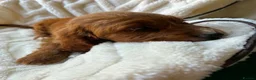 Cocker Spaniel dogs for sale: 9 Gorgeous Cocker Spaniel Puppies For Sale! - Advert 22