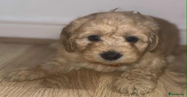 Cockapoo dogs - Advert 15