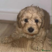 Cockapoo dogs - Advert 15