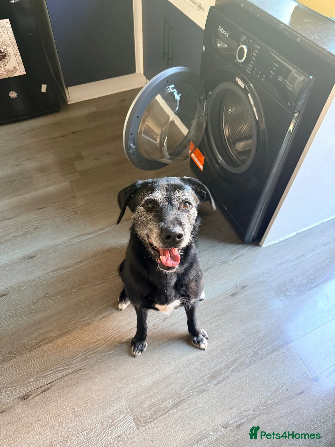 Labrador Retriever dogs for sale: Dobby  in Stockport - Advert 2