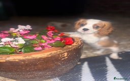 Cavalier King Charles Spaniel dogs for sale: King Charles cavalier  in Arundel - Image 3