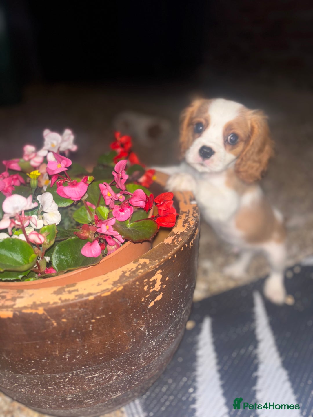 Cavalier King Charles Spaniel dogs for sale: King Charles cavalier  in Arundel - Image 3