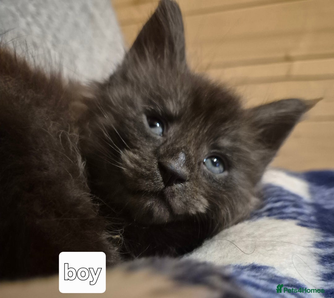 Maine Coon cats for sale: Mein Con - Advert 22