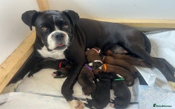Boxer dogs for sale: Stunning Black and Brindle Boxer puppies - Image 1
