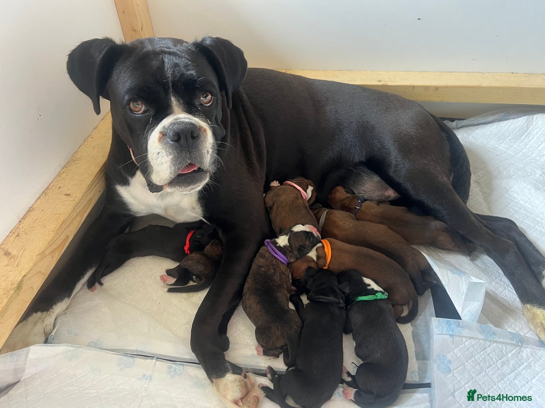 Boxer dogs for sale: Stunning Black and Brindle Boxer puppies - Image 1