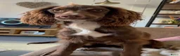 Sprocker dogs for sale: Pre Birth: Sprocker Puppies due in July in Wellingborough - Advert 10