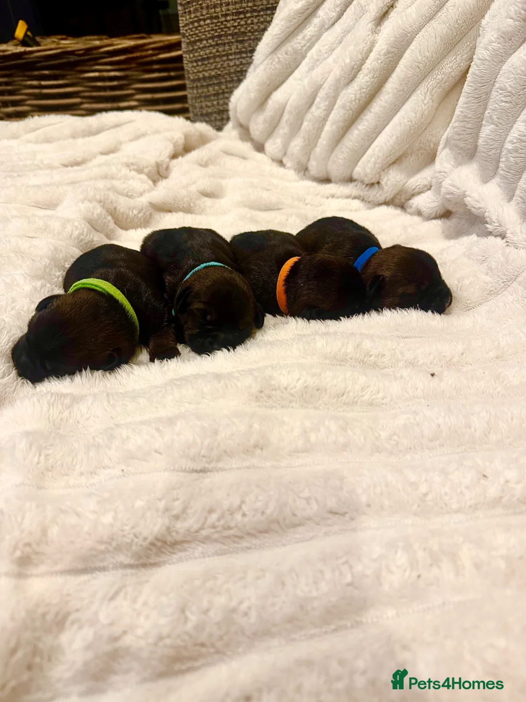 Border Terrier dogs for sale: Gorgeous Pedigree border terrier puppies in Winchester - Advert 2