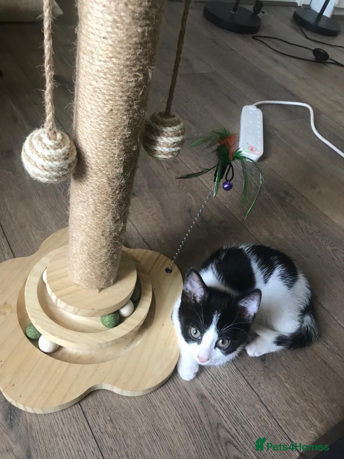 Mixed Breed cats for sale: Winter – A Truly Special Companion 🖤🤍 - Advert 4