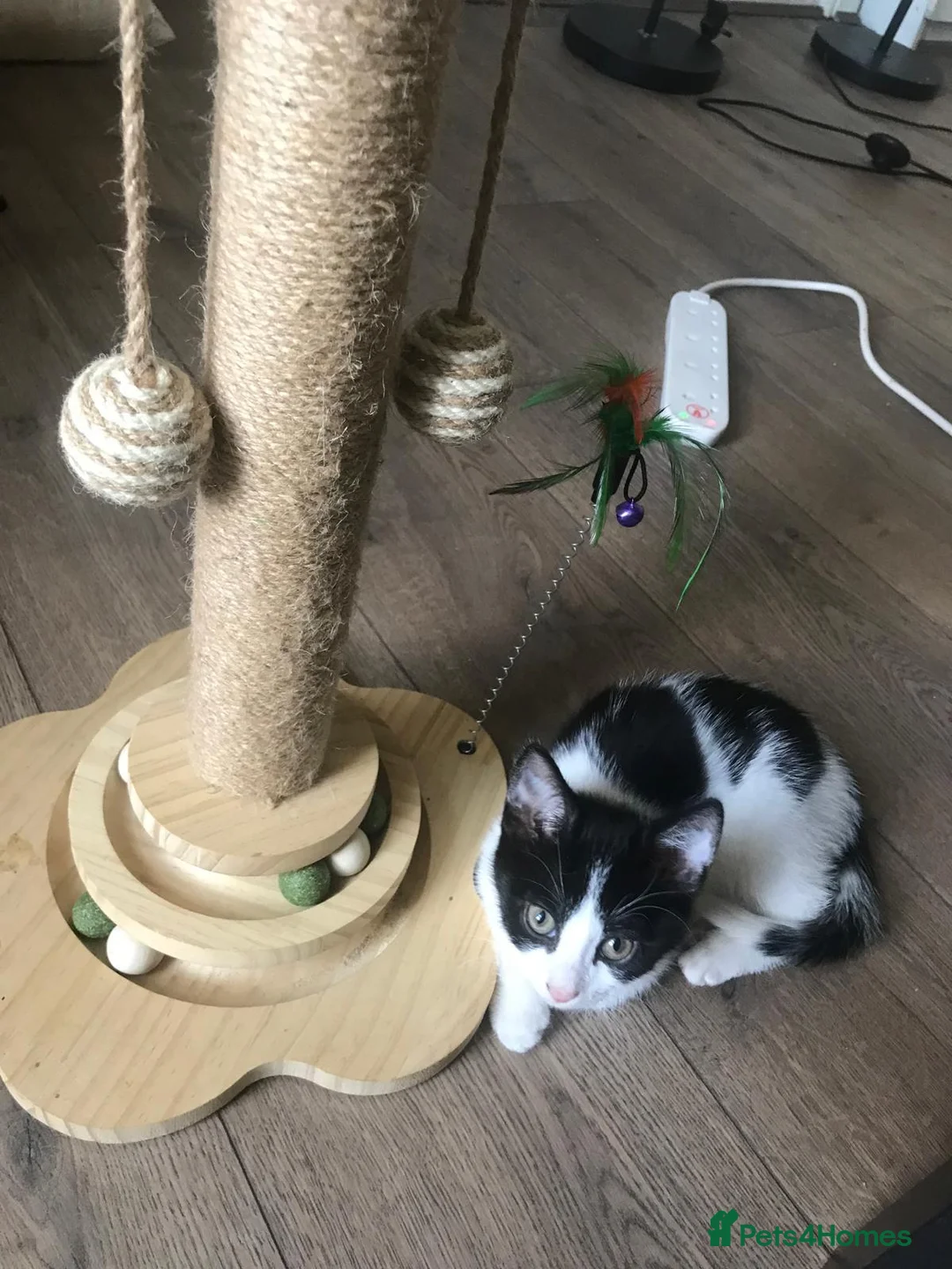 Mixed Breed cats for sale: Winter – A Truly Special Companion 🖤🤍 - Advert 1