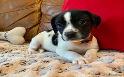 Springador dogs for sale: STUNNING SPRINGADOR PUPPIES  - Image 9