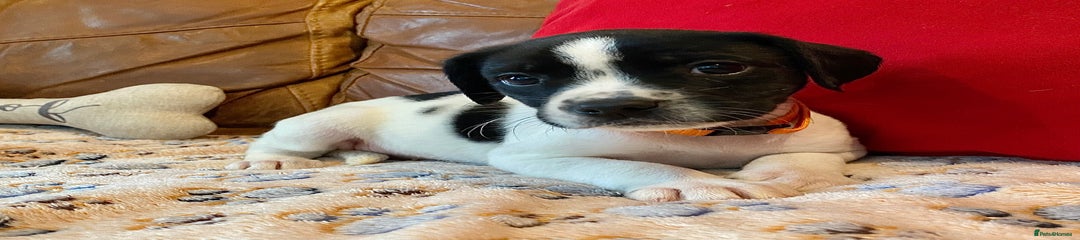 Springador Puppy 10