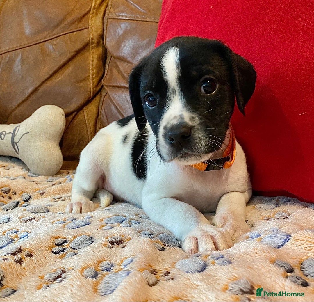 Springador dogs for sale: STUNNING SPRINGADOR PUPPIES  - Image 9