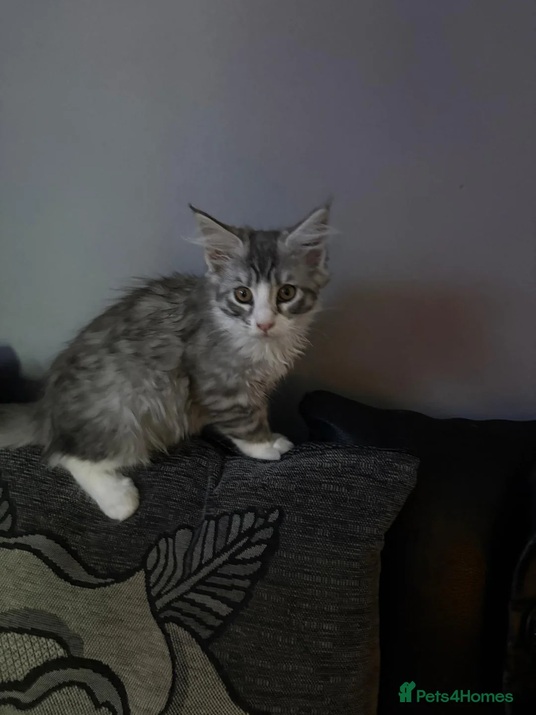 Maine Coon cats for sale: Maine Coon kittens ready to go.  - Advert 8
