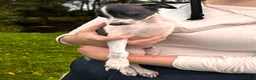 Italian Greyhound dogs for sale: KC Registered Italian Greyhounds Puppies - Advert 10