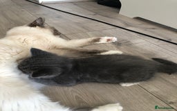 Ragdoll cats for sale: Ragdoll mix beautiful kittens  - Image 22