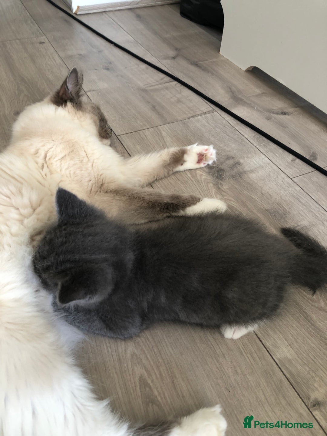 Ragdoll cats for sale: Ragdoll mix beautiful kittens  - Image 22