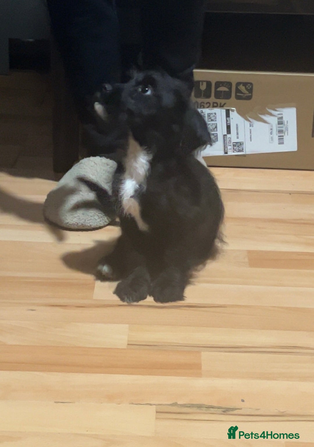 Mixed Breed dogs for sale: Mixed breed puppy for sale - Advert 2